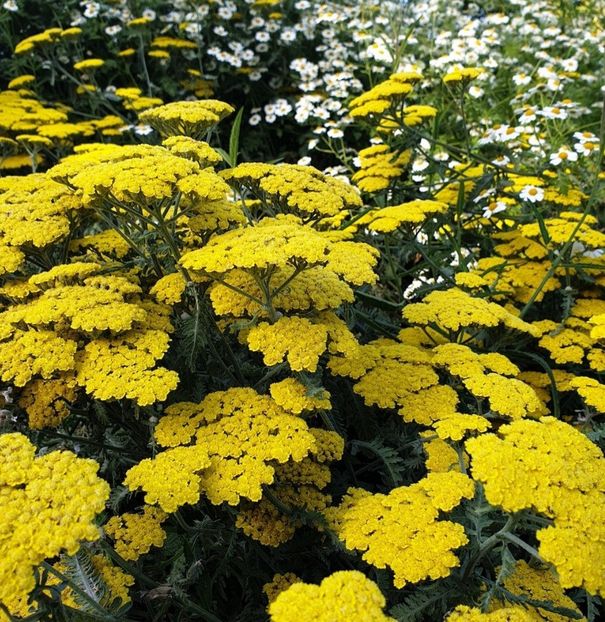 Screenshot_20250322-093412_Google - Achillea-coada soricelului