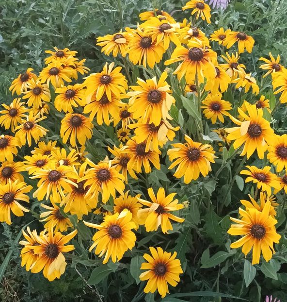  - Rudbeckia