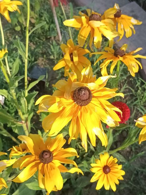  - Rudbeckia