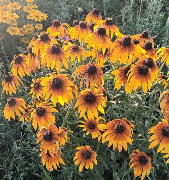  - Rudbeckia