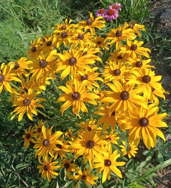  - Rudbeckia