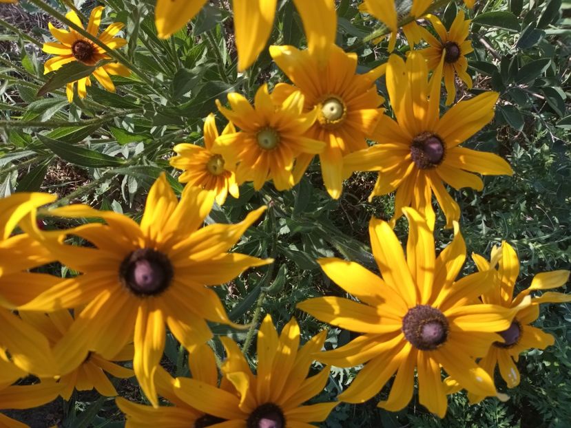  - Rudbeckia