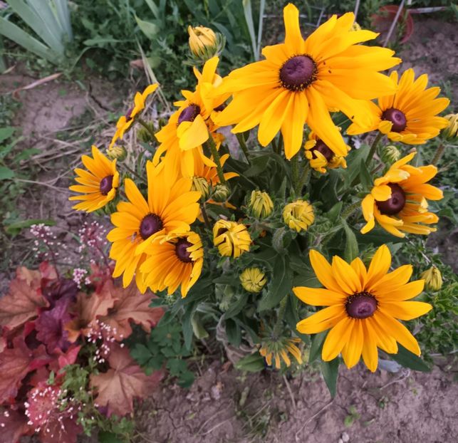  - Rudbeckia