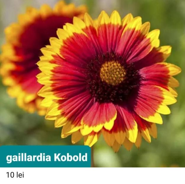 Screenshot_20251103-172606_Facebook - Gaillardia