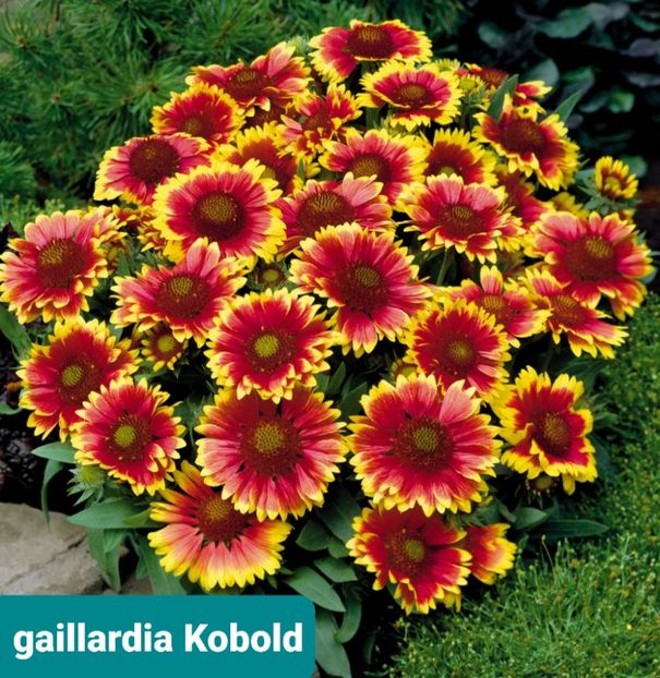 Screenshot_20251028-202339_Google - Gaillardia