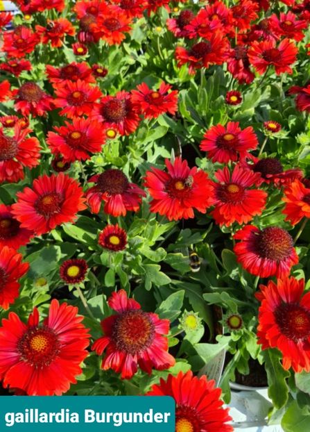 Screenshot_20251028-202112_Google - Gaillardia