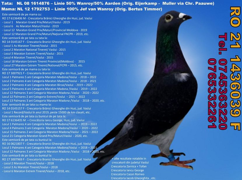 RO 21 1436039 F  Pret 450 lei + transportul - 11 PORUMBEI - FEMELE - DISPONIBILE DIN ANII 2016 2017 2018 2019 2020 2021