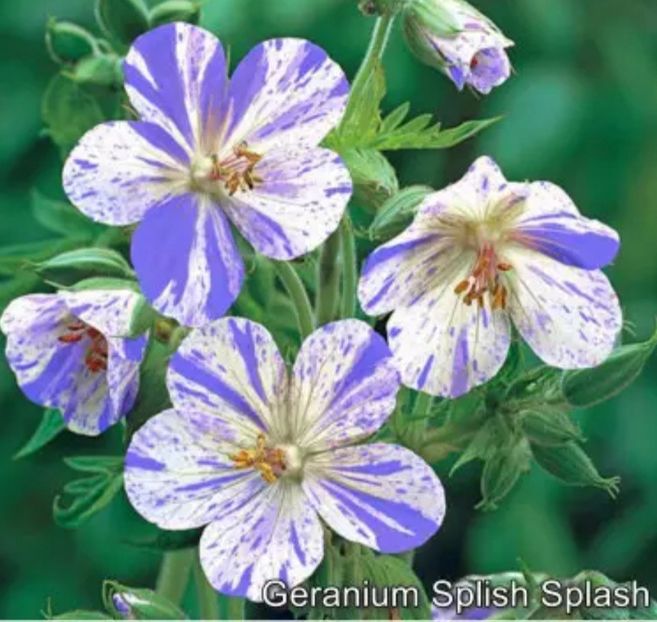 Screenshot_20251107-142209_Chrome - Geranium