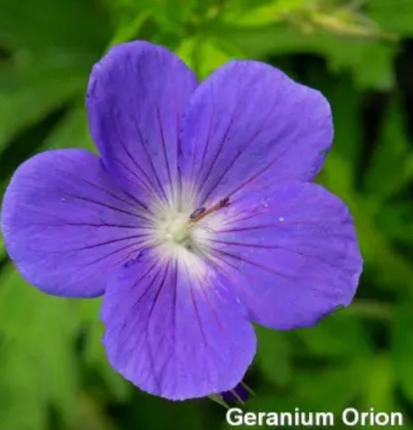 Screenshot_20251107-064153_Chrome - Geranium