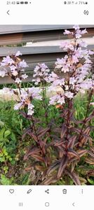 Screenshot_20251028-214303_Gallery - Penstemon