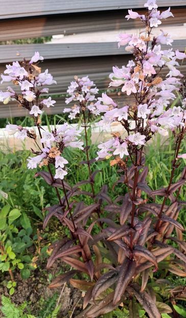  - Penstemon
