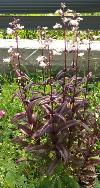  - Penstemon