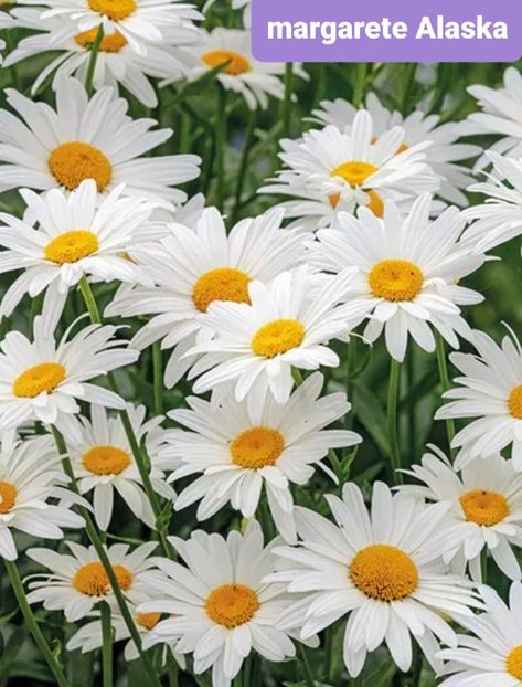 Screenshot_20250615-144842_Google - Margarete