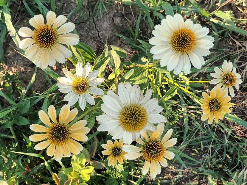  - Echinaceea