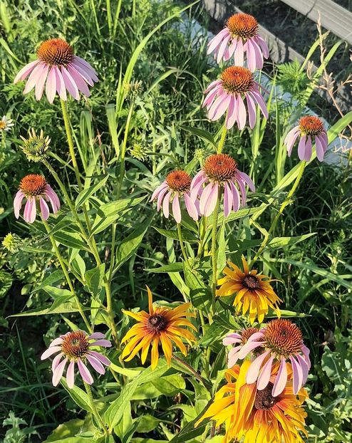  - Echinaceea