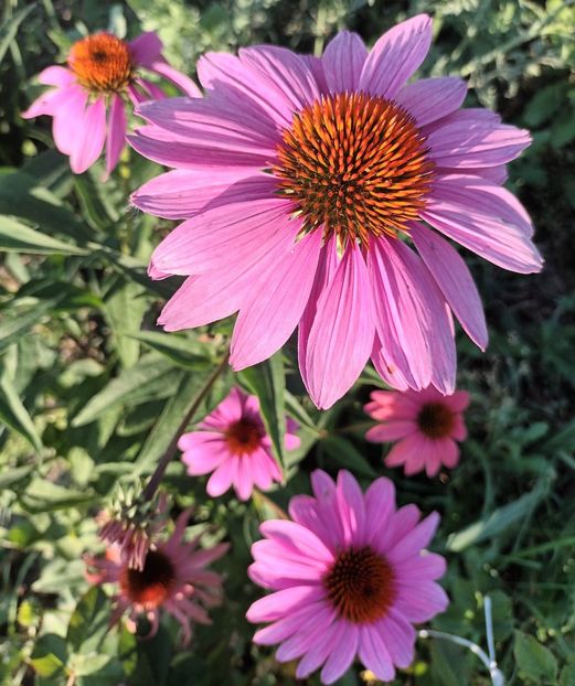  - Echinaceea
