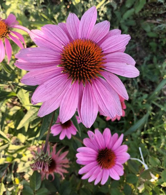 - Echinaceea
