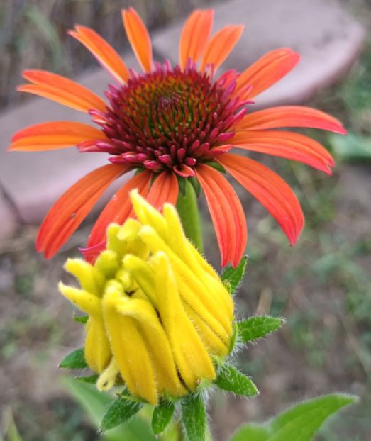  - Echinaceea