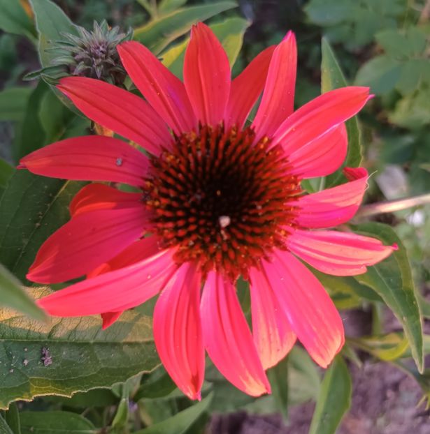  - Echinaceea