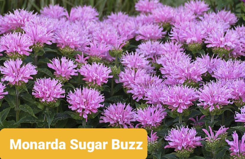 Screenshot_20251111-210605_Google - Monarda