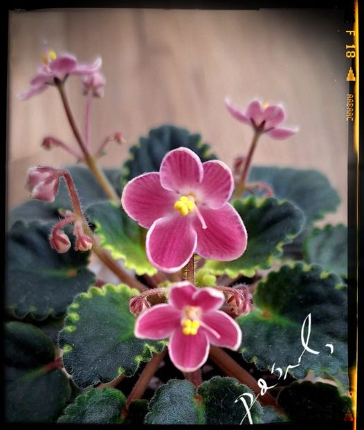  - Mac s Scorching Sun