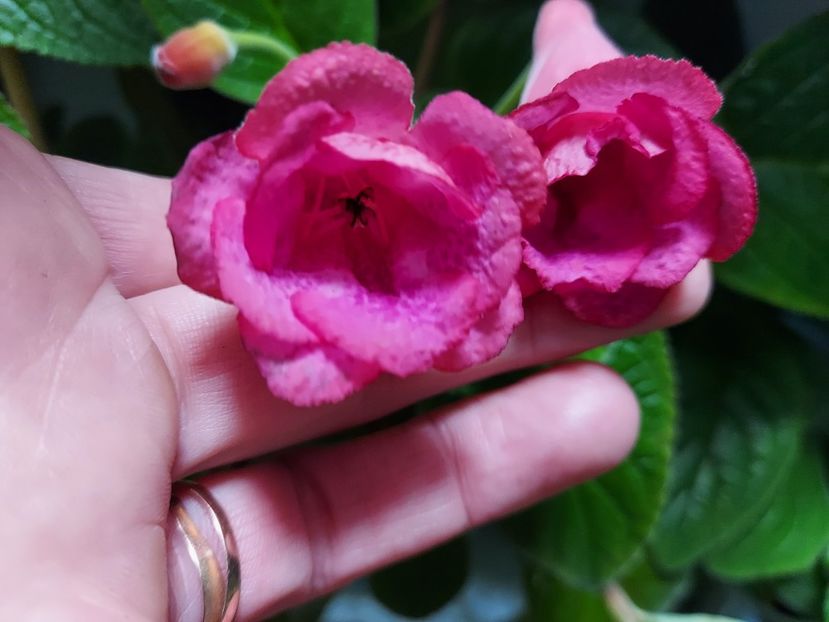  - 1-A-Siningii din semințe