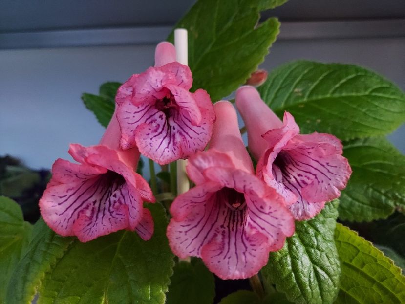 48 - 1-A-Siningii din semințe