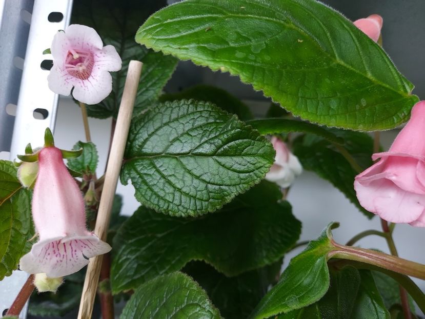  - 1-A-Siningii din semințe