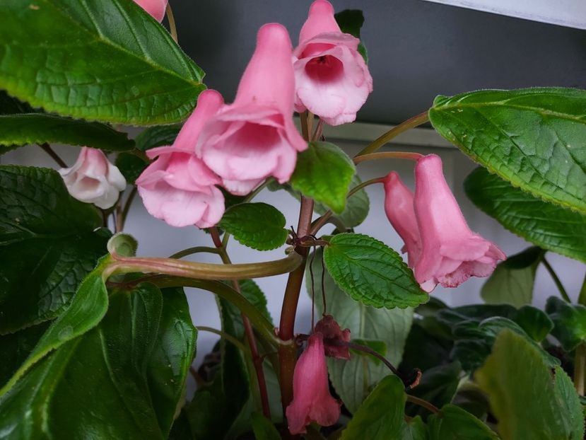  - 1-A-Siningii din semințe