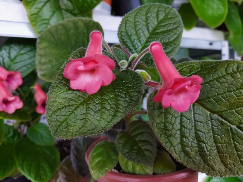  - 1-A-Siningii din semințe