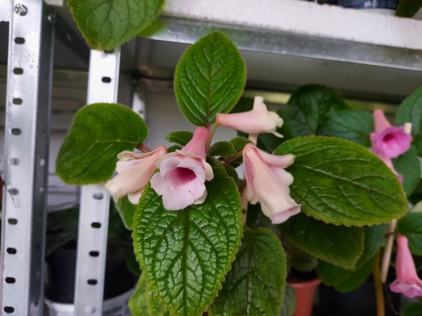  - 1-A-Siningii din semințe