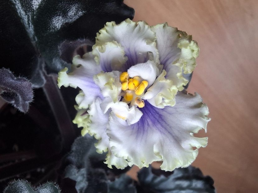  - LF- Ledyanye Uzory