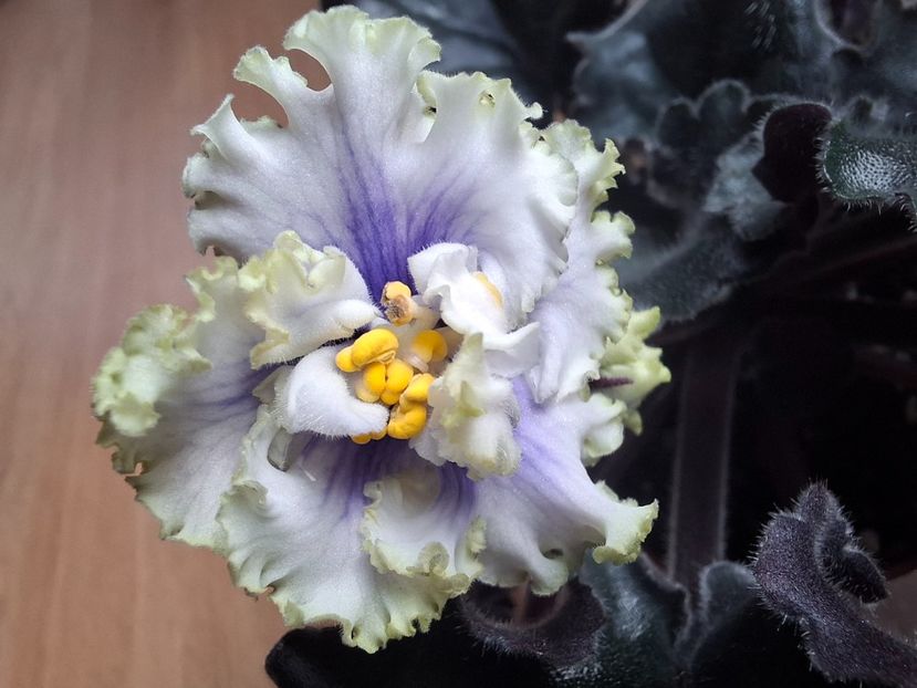  - LF- Ledyanye Uzory