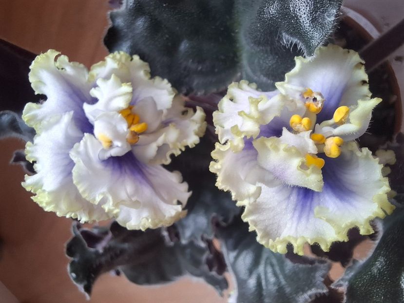  - LF- Ledyanye Uzory