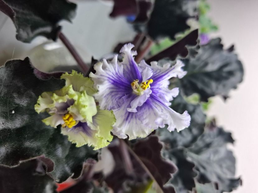  - LF- Ledyanye Uzory