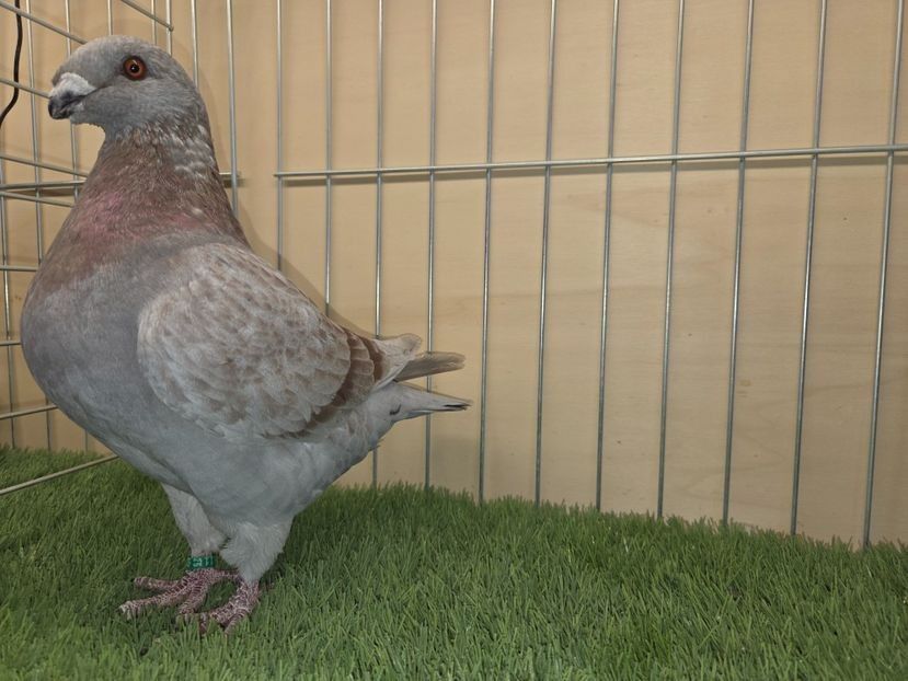 MASCUL 2025 - 27208 PURTĂTOR DE REDUCED - REZERVE 2026