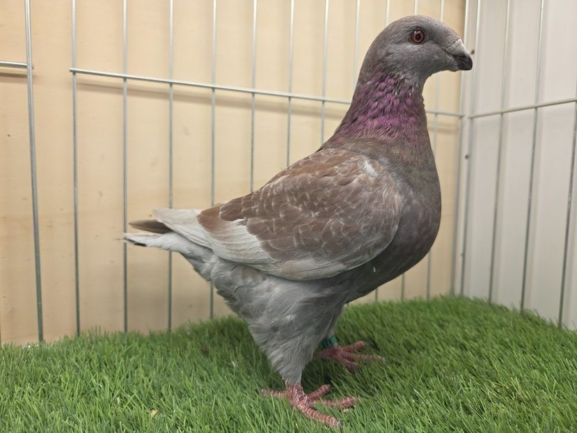 MASCUL 2025 - 27246 - PURTATOR DE REDUCED - REZERVE 2026