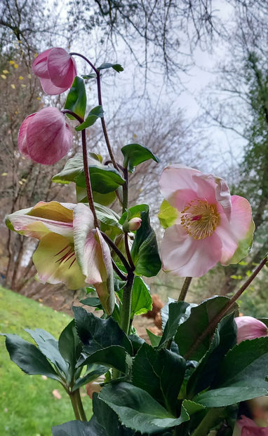  - 2025 - 04 - 2026 - 00 - Iarna