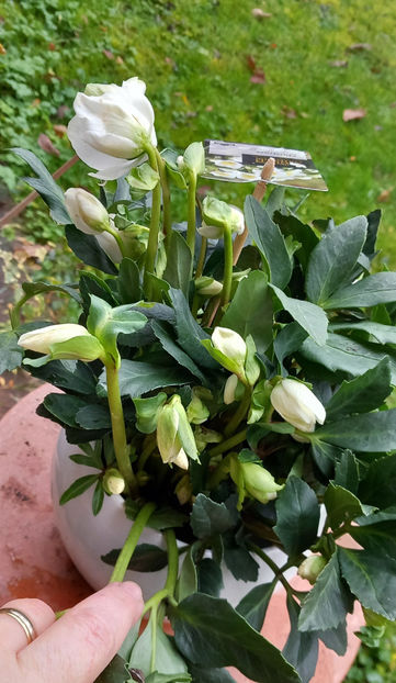  - 2025 - 04 - 2026 - 00 - Iarna