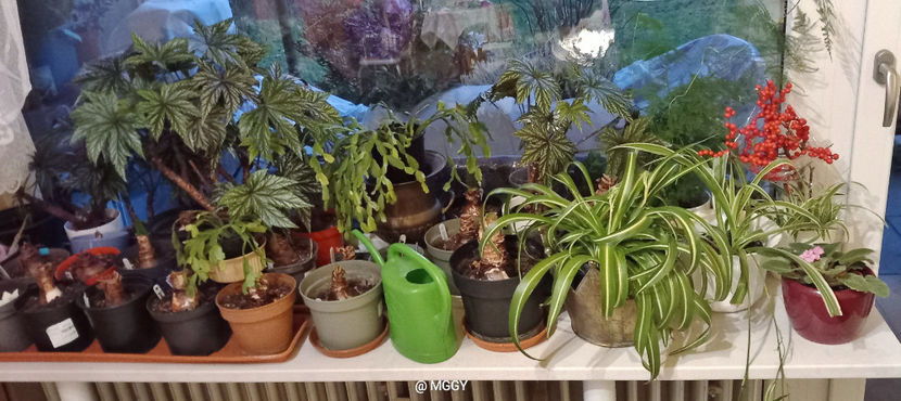  - 2025 - 04 - 2026 - 00 - Iarna