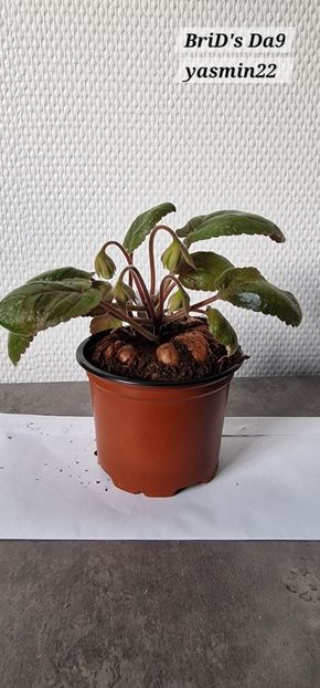 19.11.2025 - Sinningia BriDs Si Dar 9