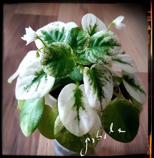 Ramblin Silver - A Pachet 6 pui