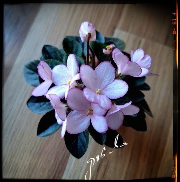 N Diymovoshka ( mini ) - A Pachet 6 pui