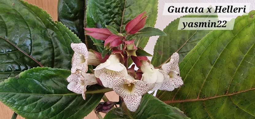  - Sinningia Guttata x Helleri