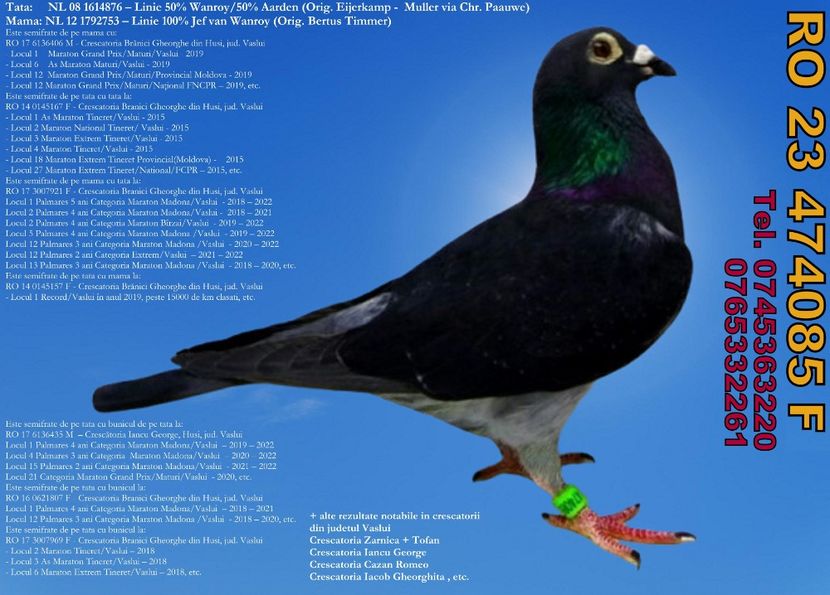 RO 23 474085 F Pret 500 Lei + transportul - 11 PORUMBEI - FEMELE - DISPONIBILE DIN ANII 2016 2017 2018 2019 2020 2021