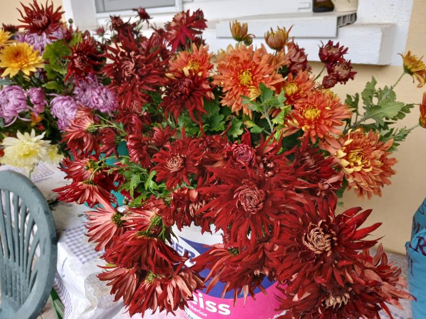  - Crizanteme si tufanele