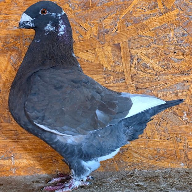 F 2024 - 4--- Fem AGH Matca 2025