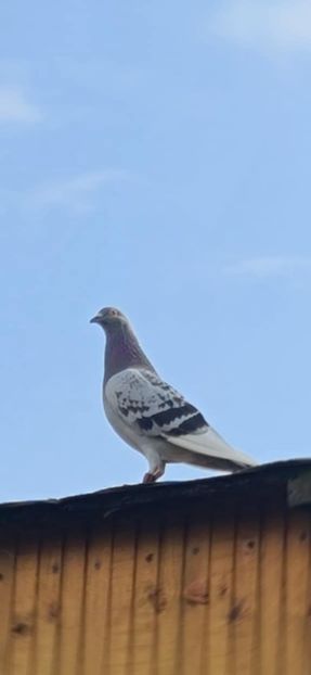 20250912 Daniela - Dan Matei Daniela