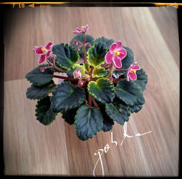 Mac s Schorching Sun 50 lei - A Plante mature de vanzare