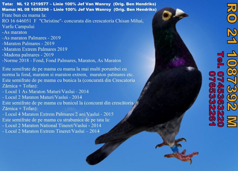 RO 21 1087392 M REZERVAT Dumitru Gaitan Pret 550 Lei + transportul - ARHIVA